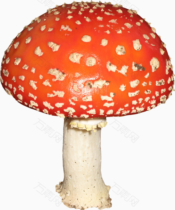 橙色漂亮蘑菇