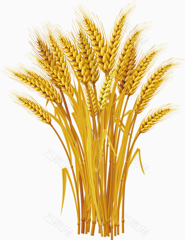 黄色丰收麦穗