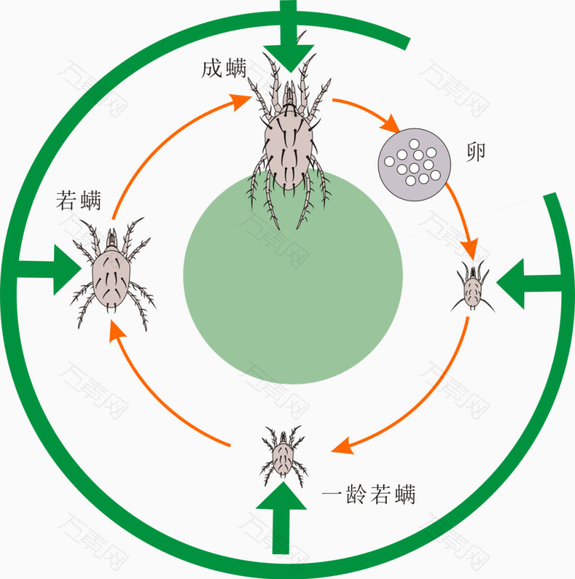 万素网 免抠元素 效果元素 螨虫生长过程矢量图片  图片素材详细参数