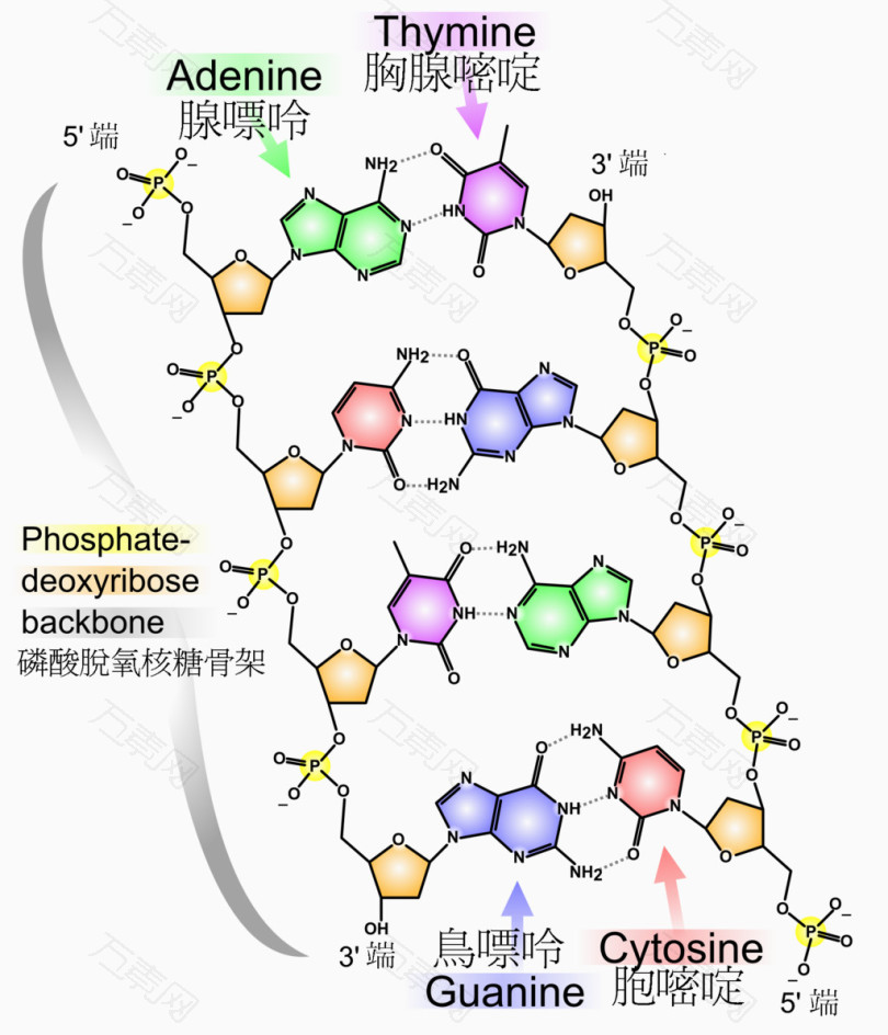 磷酸脱氧核糖骨架分析图免抠元素免费下载,图片编号3505724,万素网