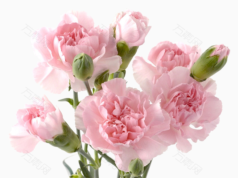 一束粉红色康乃馨花朵