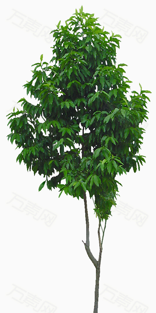 白兰   树   常绿乔木    白缅花树     白兰花树