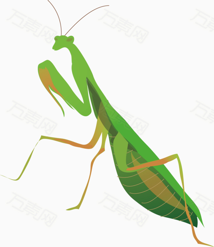 绿色的螳螂图片免费下载_卡通手绘_万素网