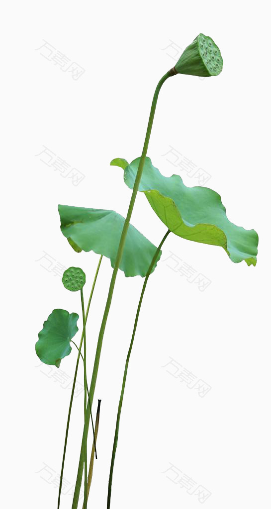 风 绿色 荷叶 莲蓬
