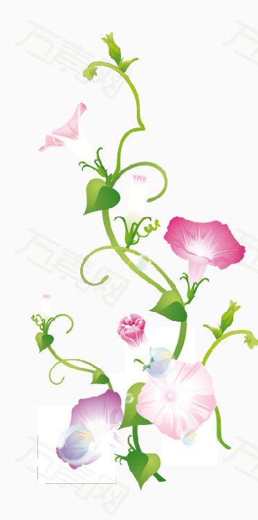 手绘喇叭花