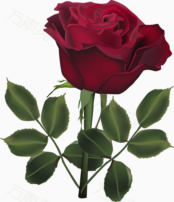深红色玫瑰花