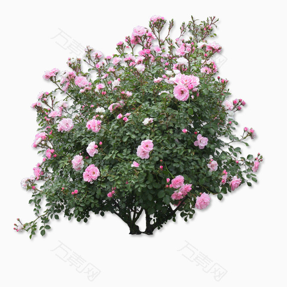 月季花丛