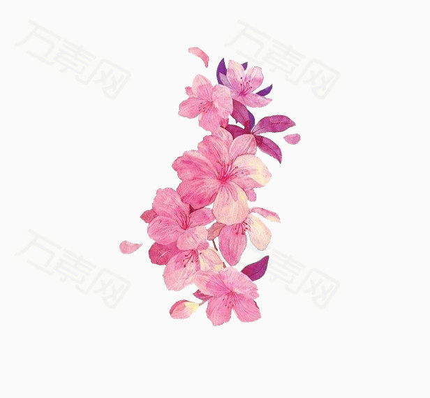 粉色花朵芍药