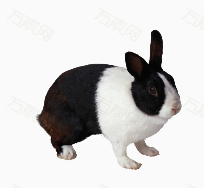 黑白色小兔子
