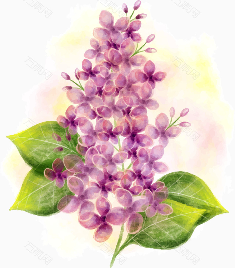 矢量手绘水彩丁香花