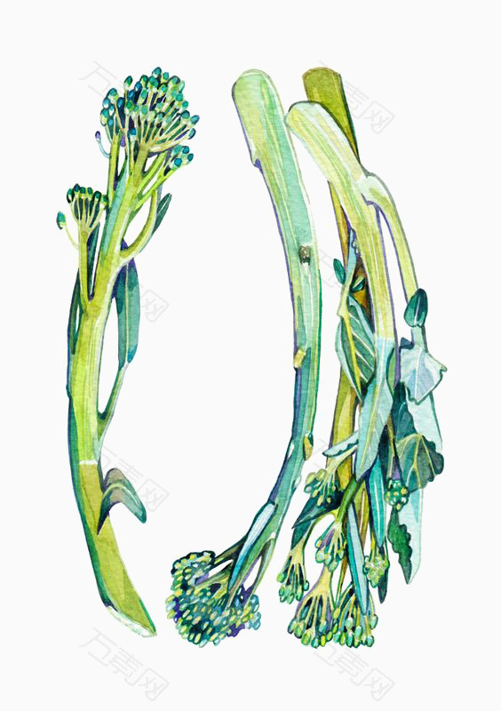 水彩青菜