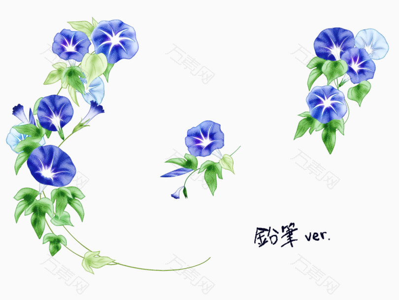 花藤牵牛花