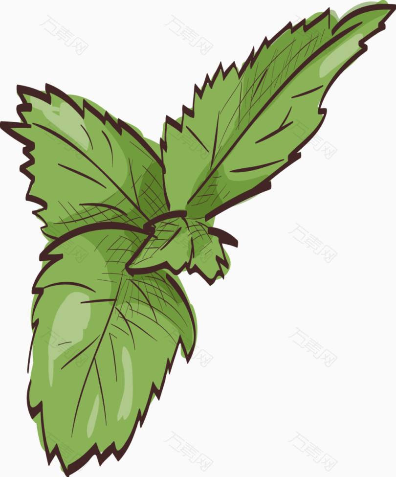 矢量手绘薄荷叶