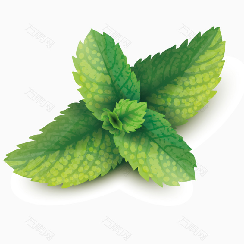 矢量薄荷叶