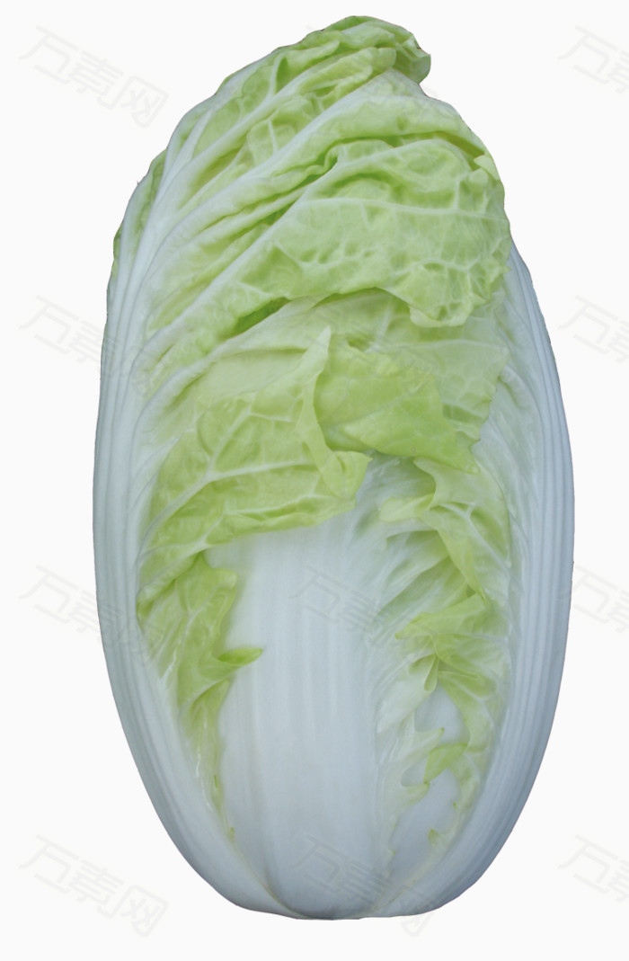 大白菜