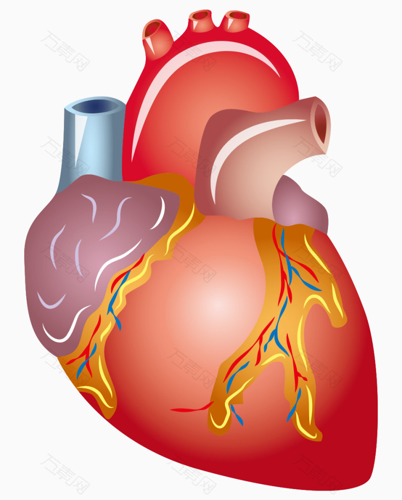人体器官心脏_卡通手绘_962*1195px_编号262849_png格式_万素网