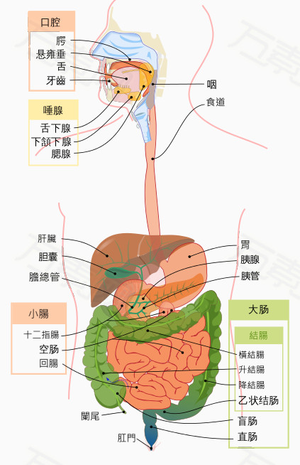 人体器官分析图