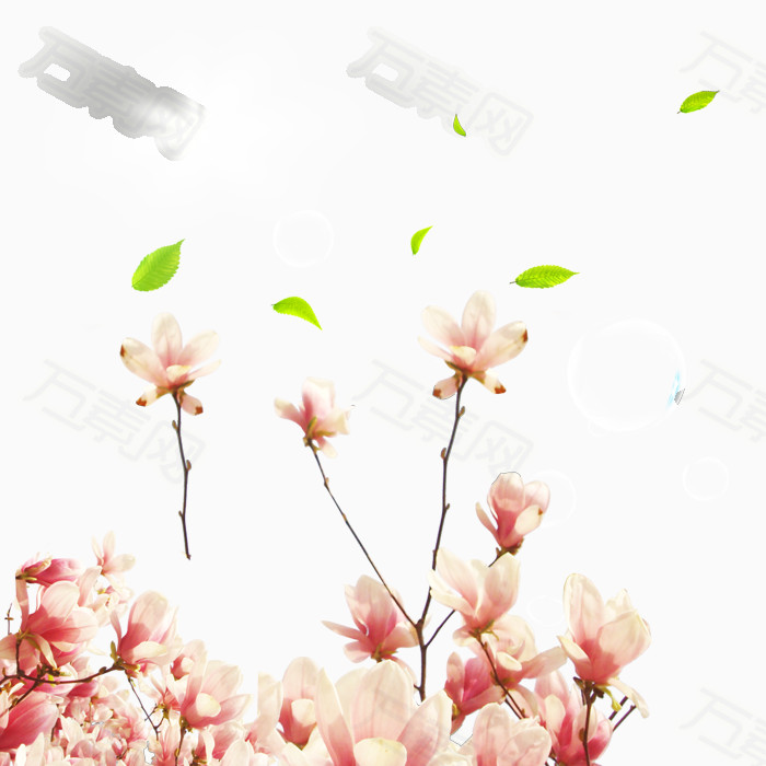 粉色浪漫木兰花