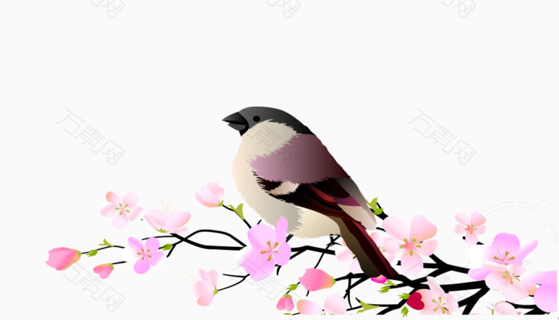 站在花枝上的喜鹊