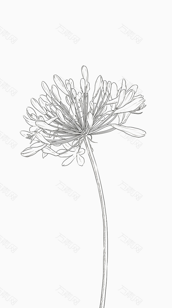 手绘清新线稿花石蒜