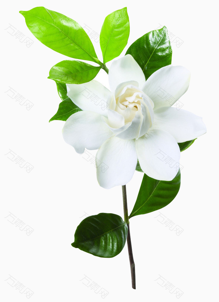 万素网 免抠元素 装饰元素 茉莉花  图片素材详细参数: 编号4908544