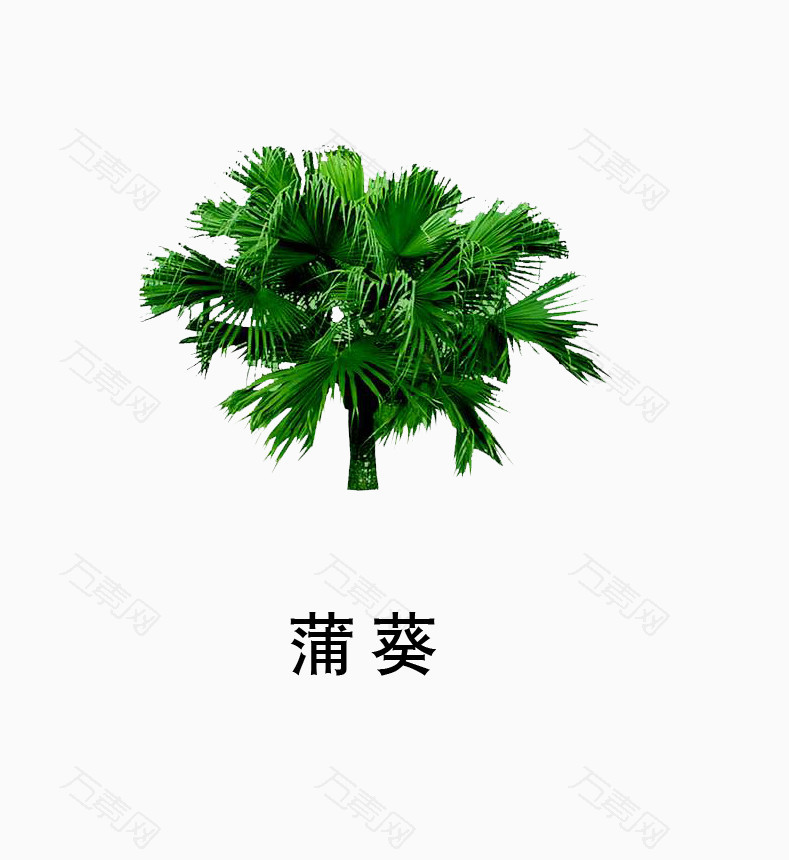 蒲葵