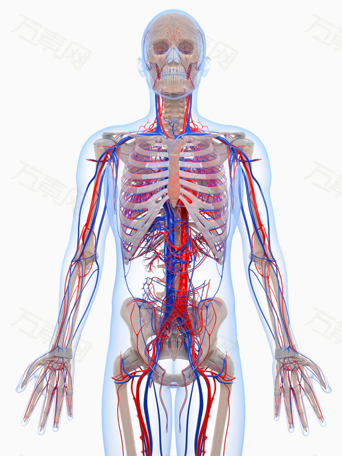 人体骨骼静脉分布图