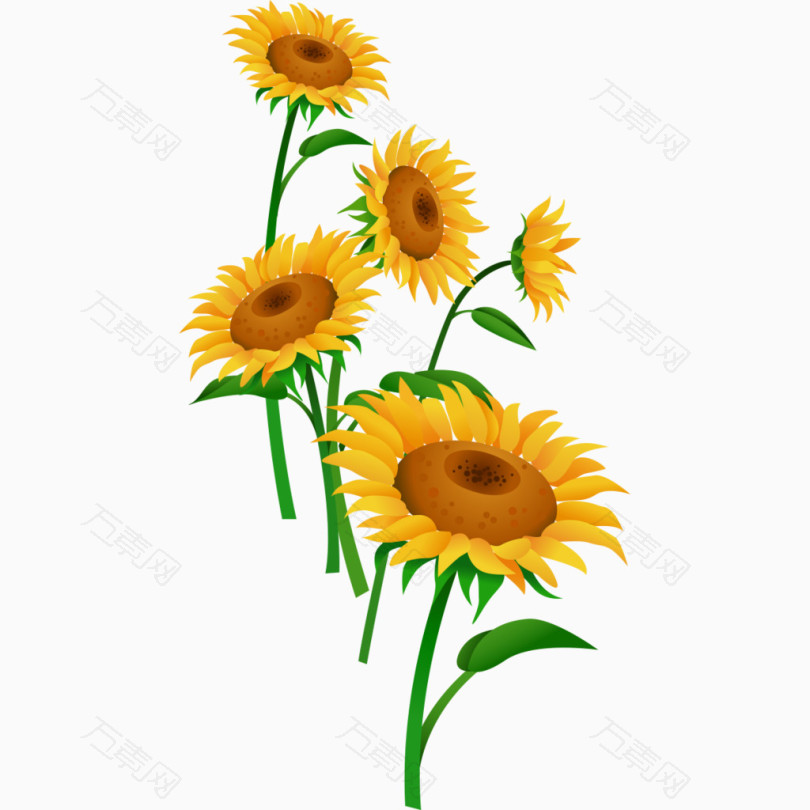 卡通黄色菊花