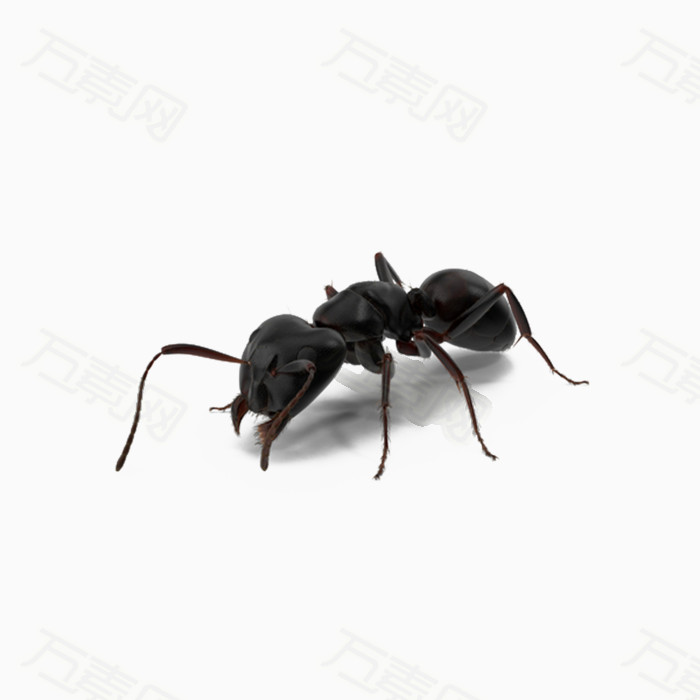 黑色蚂蚁