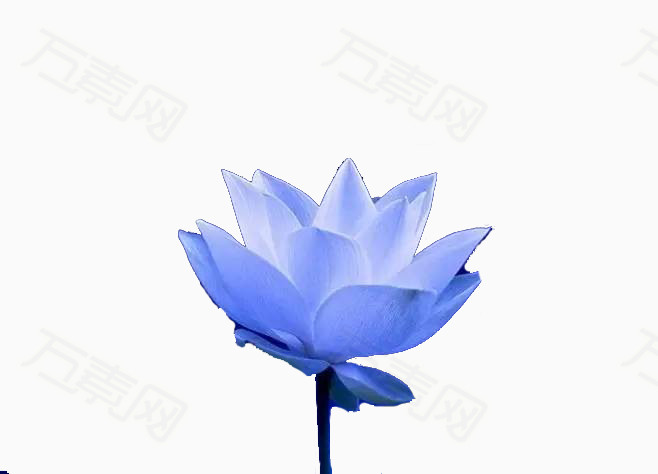 蓝莲花 
