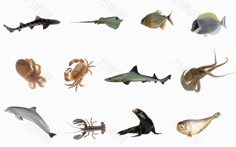 海底世界动物 各式各样的鱼
