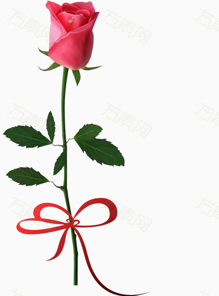 玫瑰花 红色玫瑰  带刺的玫瑰 蝴蝶结 一枝花
