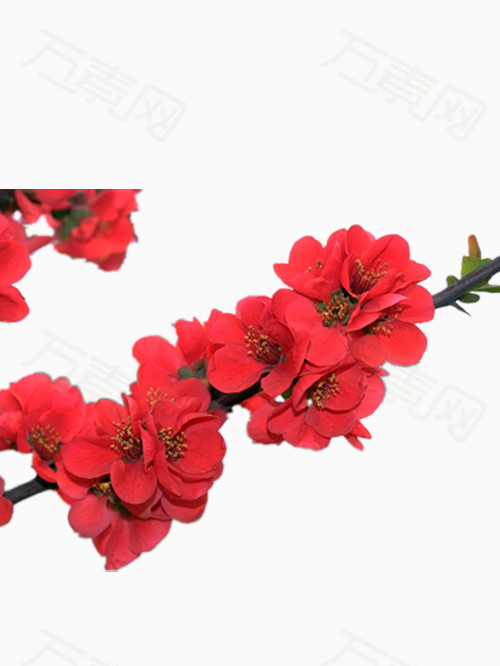红色的海棠花图片免费下载_卡通手绘_万素网