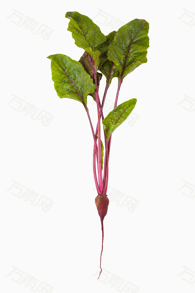 紫色甜菜