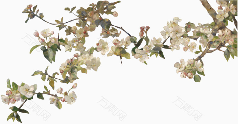 许多梨花_卡通手绘_800*416px_编号3328314_png格式