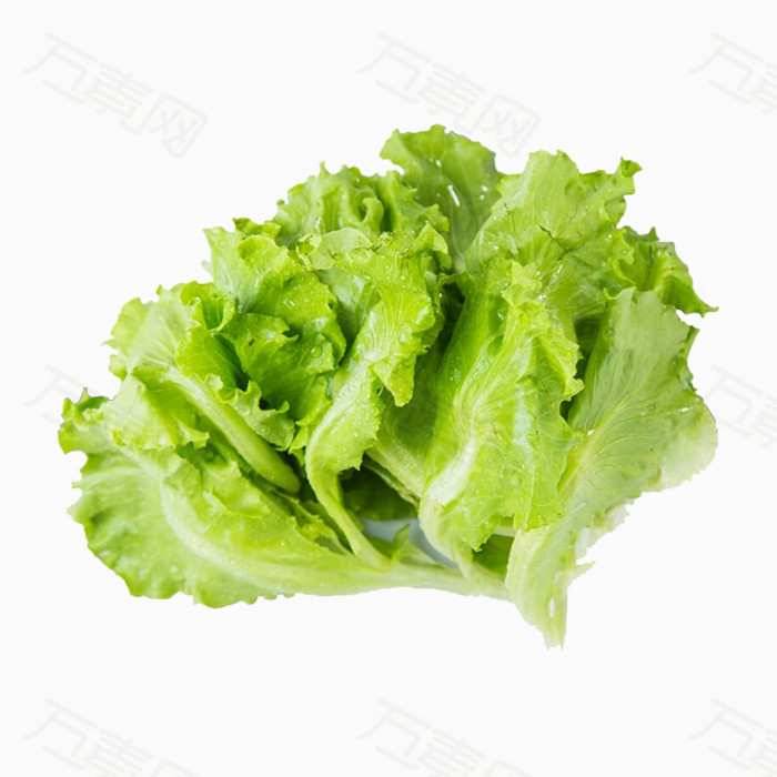 新鲜生菜实拍