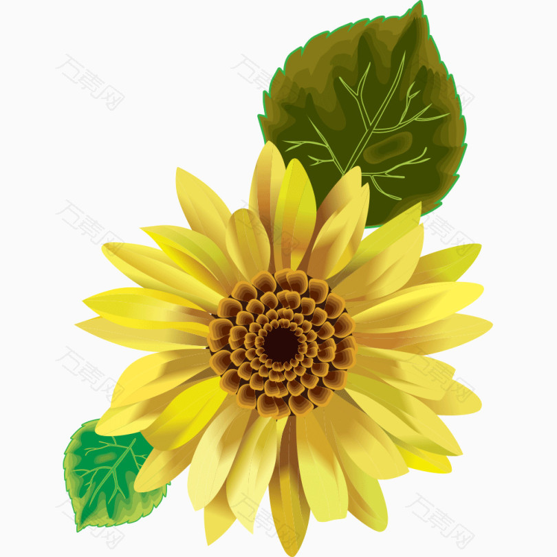 向日葵太阳花花卉黄色花朵