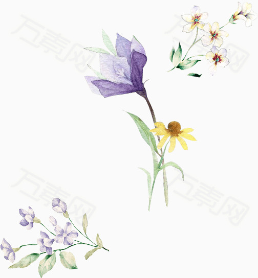 手绘唯美花卉花朵