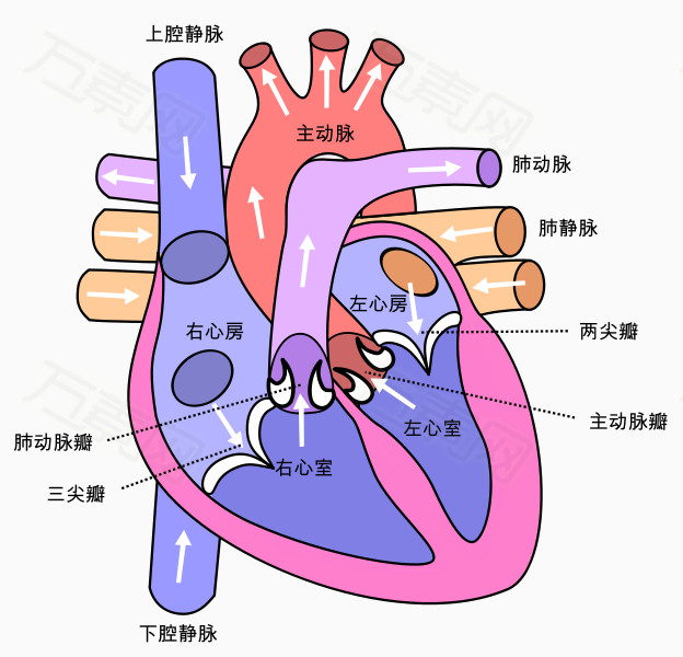 人体心脏解剖图