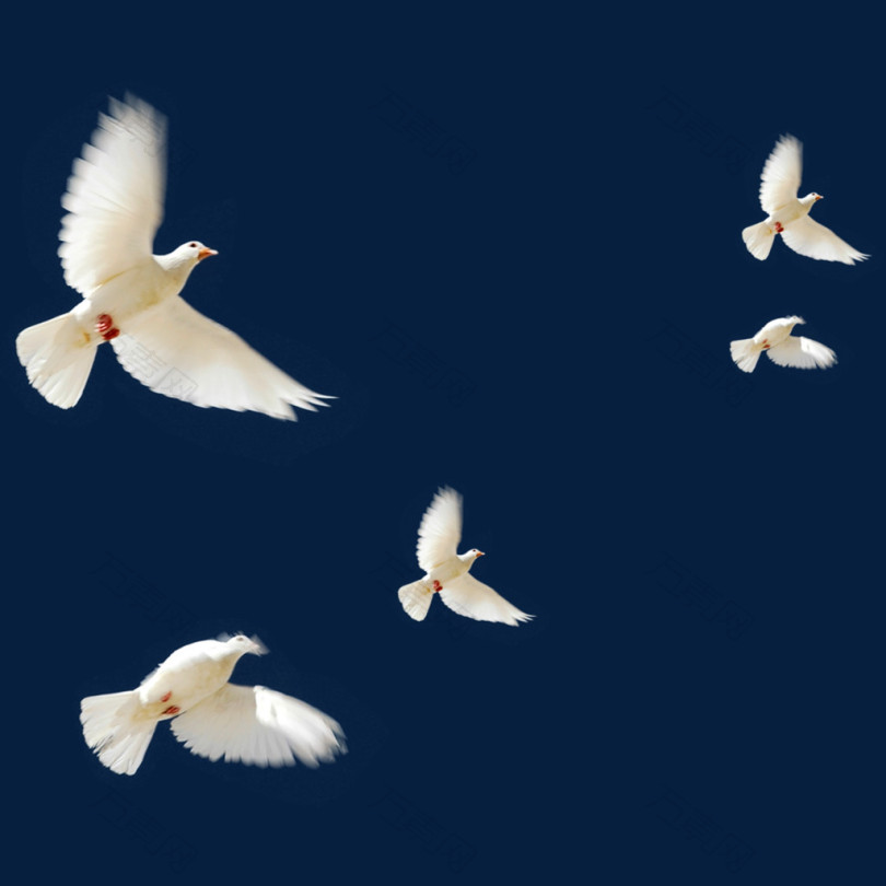 飞鸽鸽子飞素材 白色 和平鸽