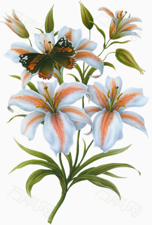 百合花上有蝴蝶