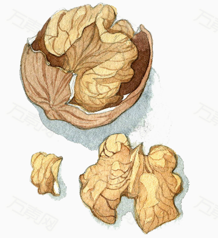 手绘核桃