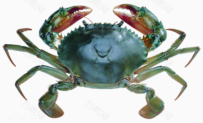 免抠元素 产品实物 青色的螃蟹  编号2827261 分类产品实物 颜色模式