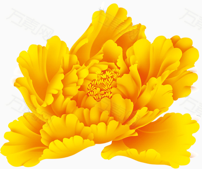 黄色的牡丹花
