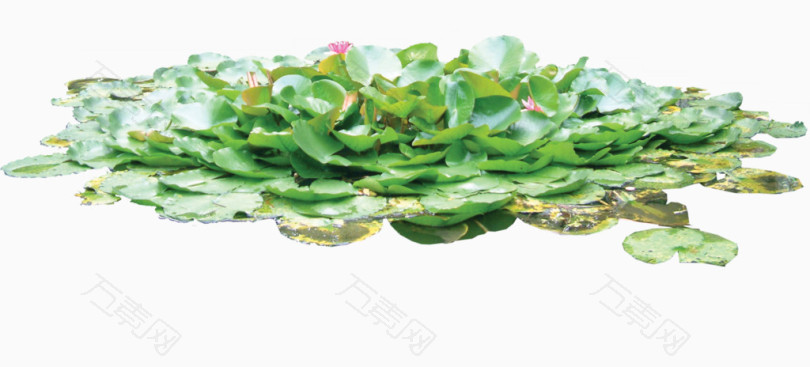 万素网 免抠元素 装饰元素 水生植物元素  图片素材详细参数: 编号