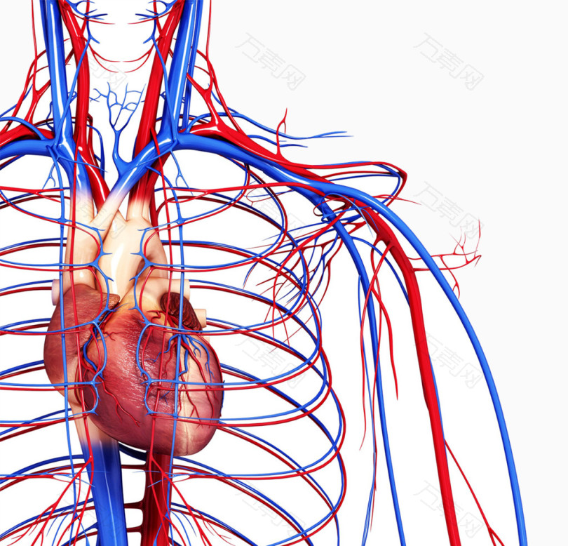 血液循环医疗图片