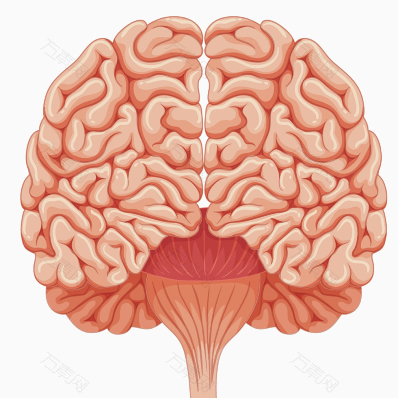 矢量人体大脑