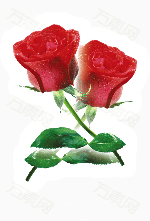 两朵交叉的玫瑰花