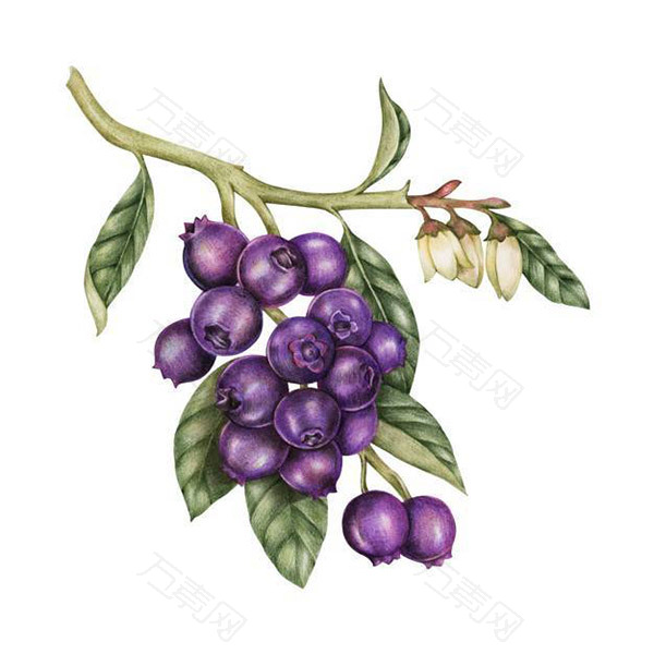 复古绘画蓝莓插画