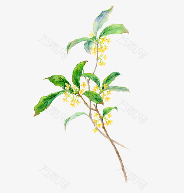 金色的桂花